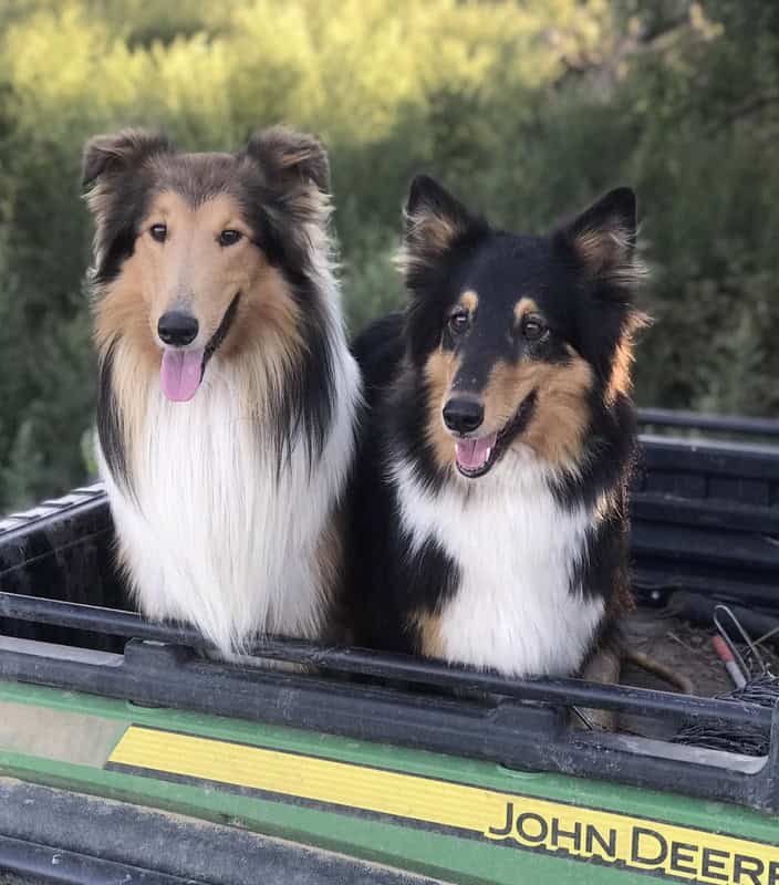 two collies in a tractor