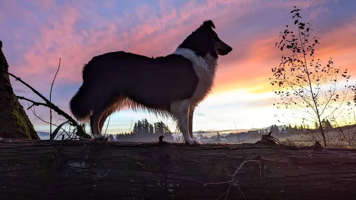 collie at sunset