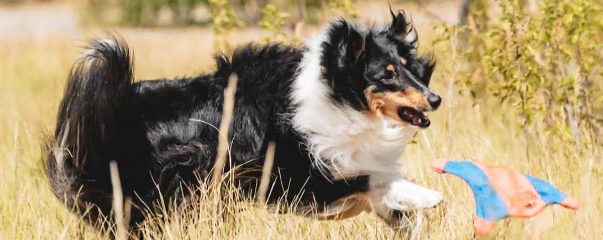 collie chasing toy